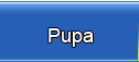 PUPA